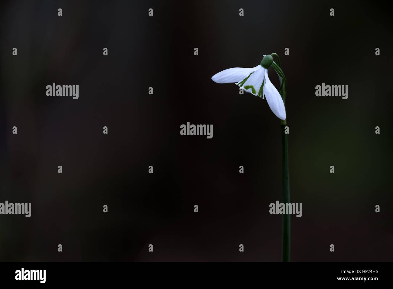 Snowdrops (Galanthus) in full bloom during late winter, early spring, growing in woodland. Stock Photo