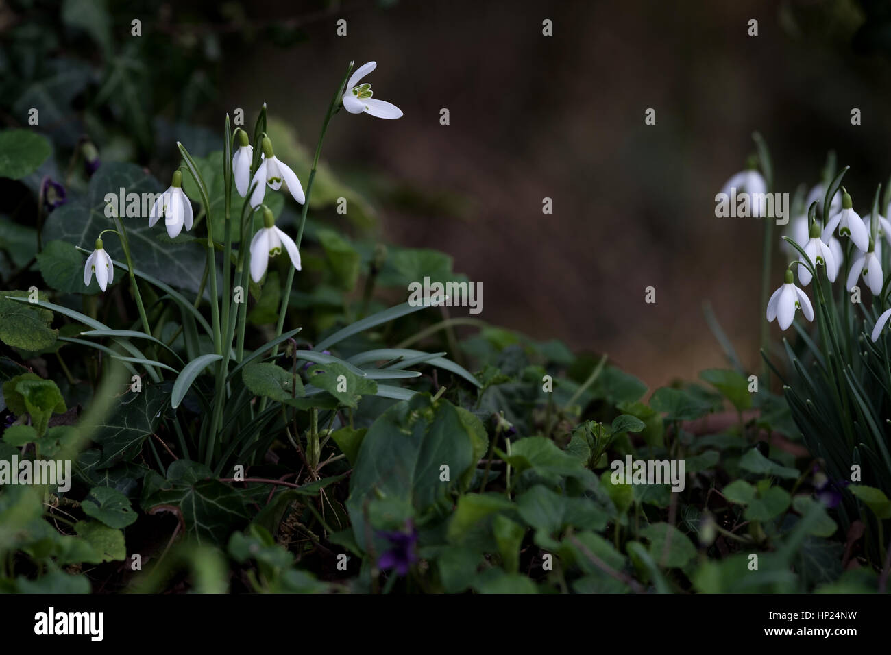 Snowdrops (Galanthus) in full bloom during late winter, early spring, growing in woodland. Stock Photo