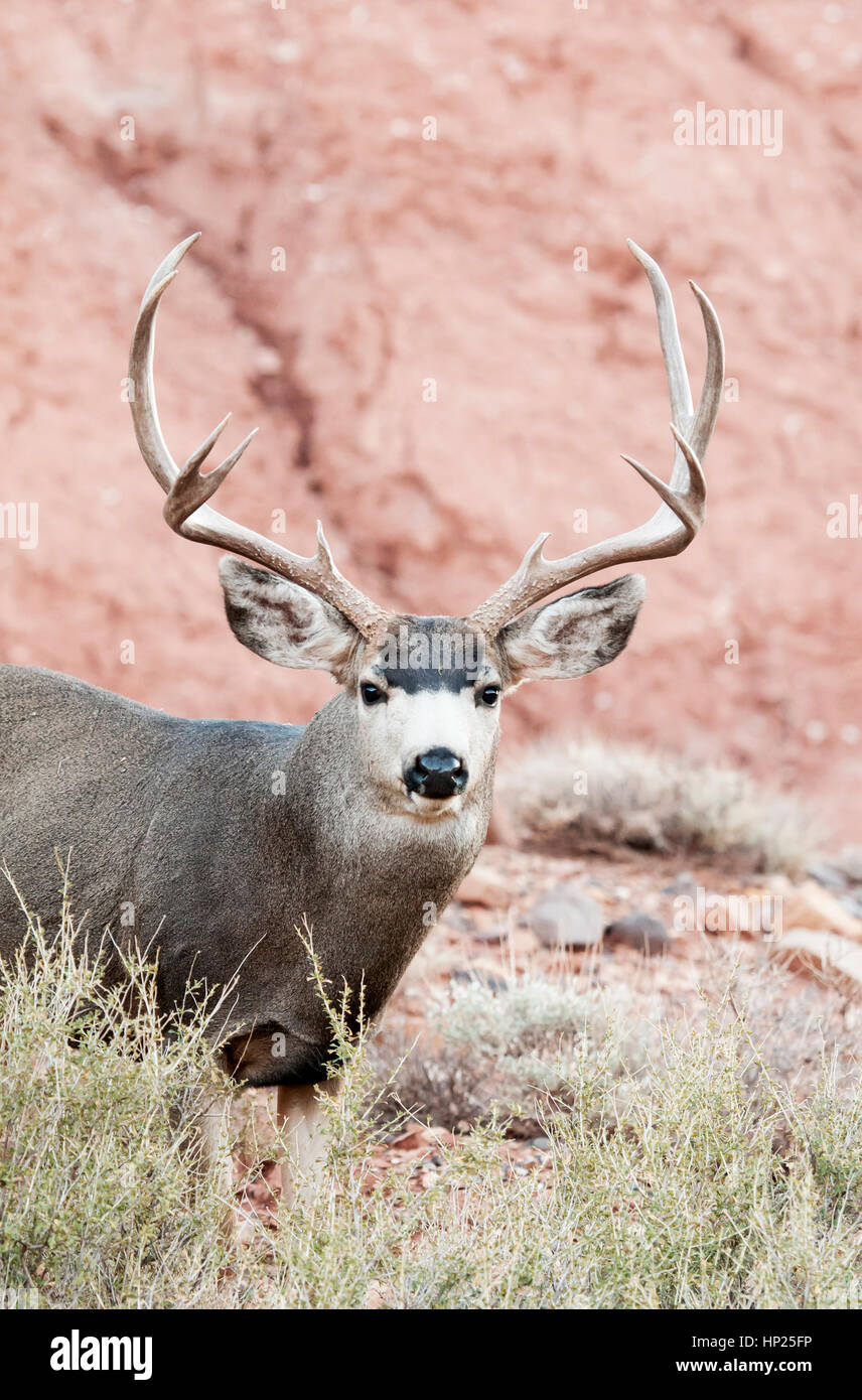 Mule Deer, Capitol Reef National Park, Utah Stock Photo Alamy