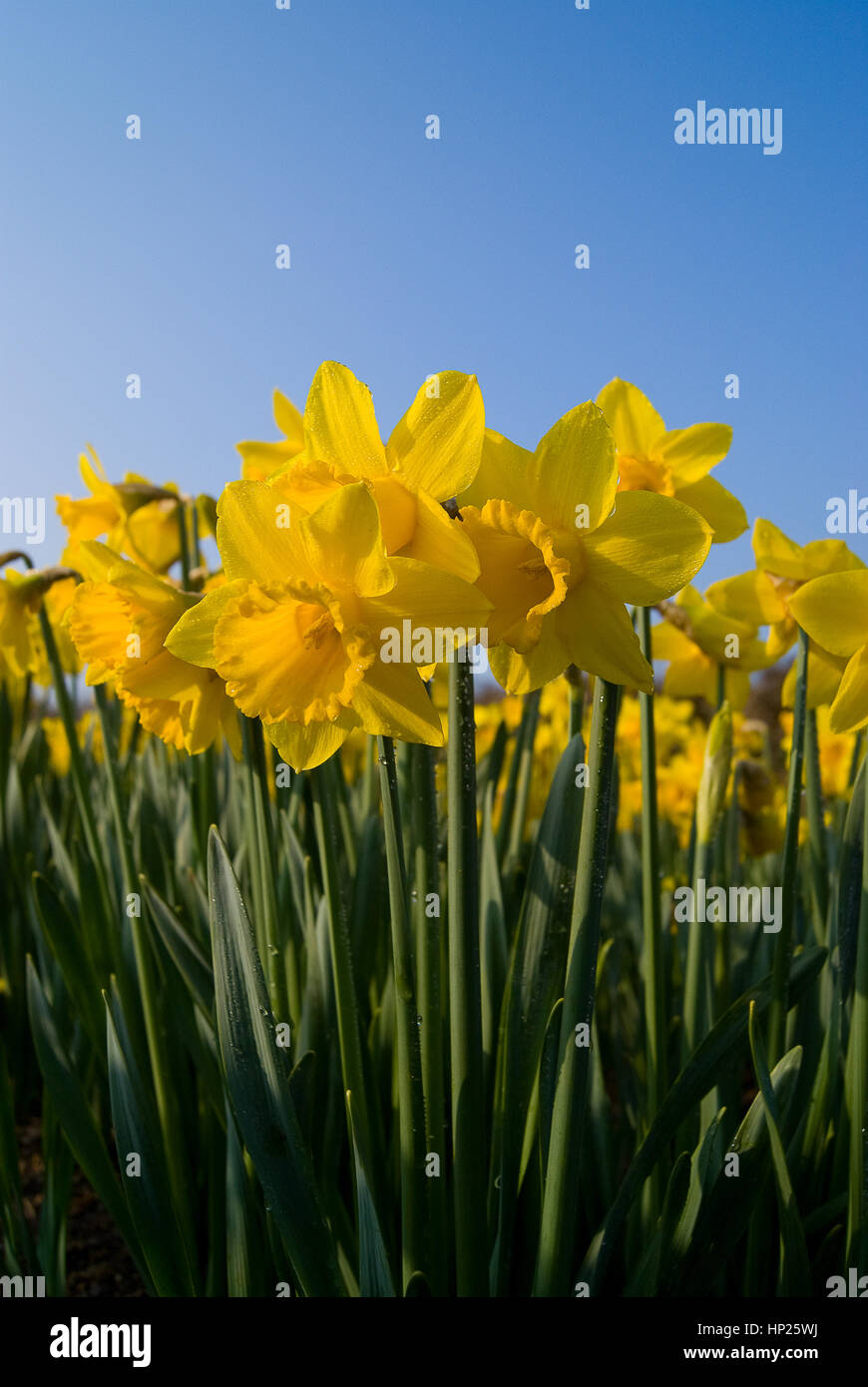 Daffodil flowers in spring Stock Photo - Alamy
