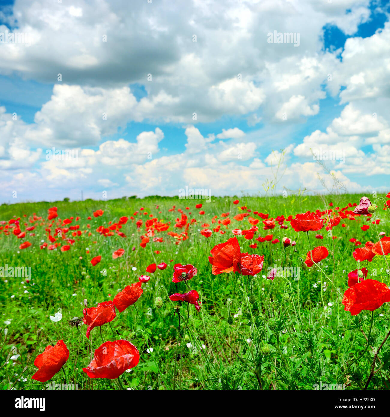 Poppies flower meadow landscape hi-res stock photography and images - Alamy