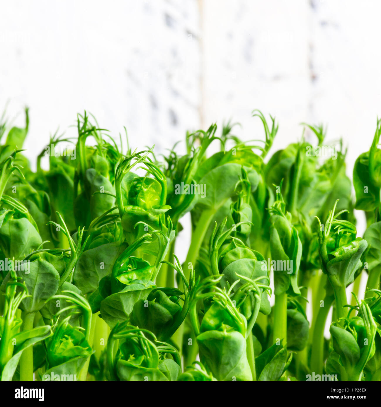 Pea green young tendril plants shoots in growing container, seedlings against light background Stock Photo