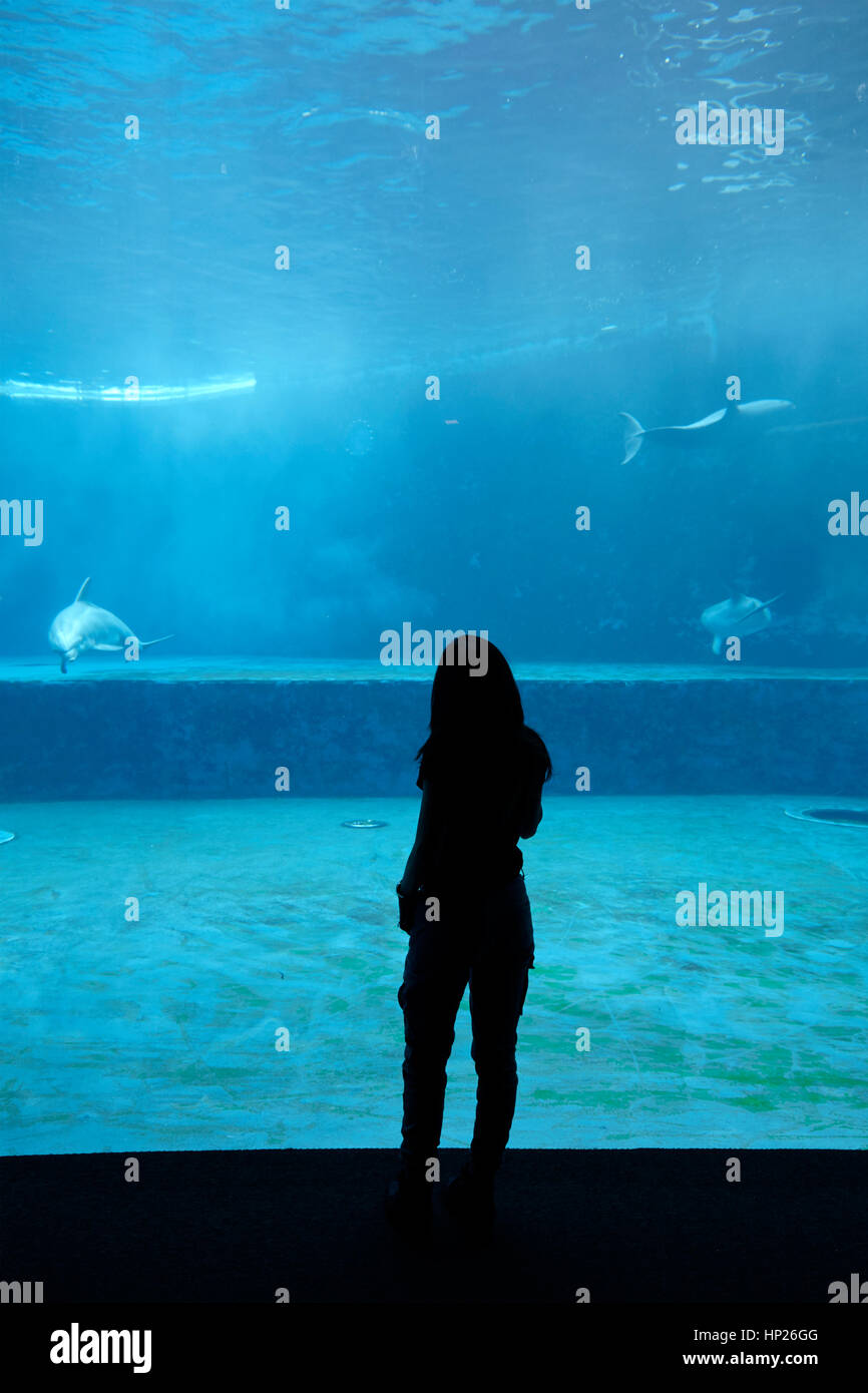 Dolphins in the aquarium Stock Photo
