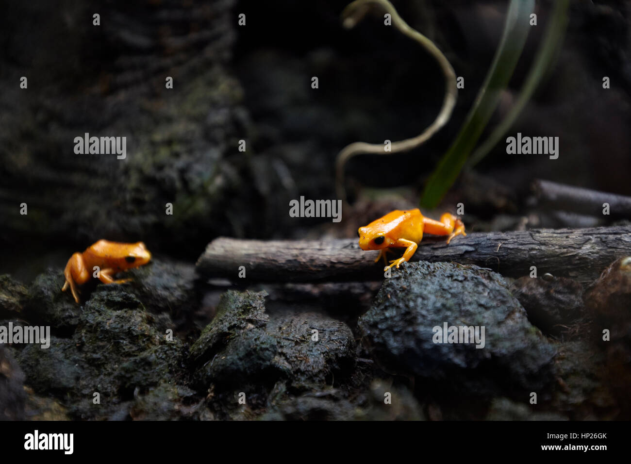 Orange tiny frog Stock Photo