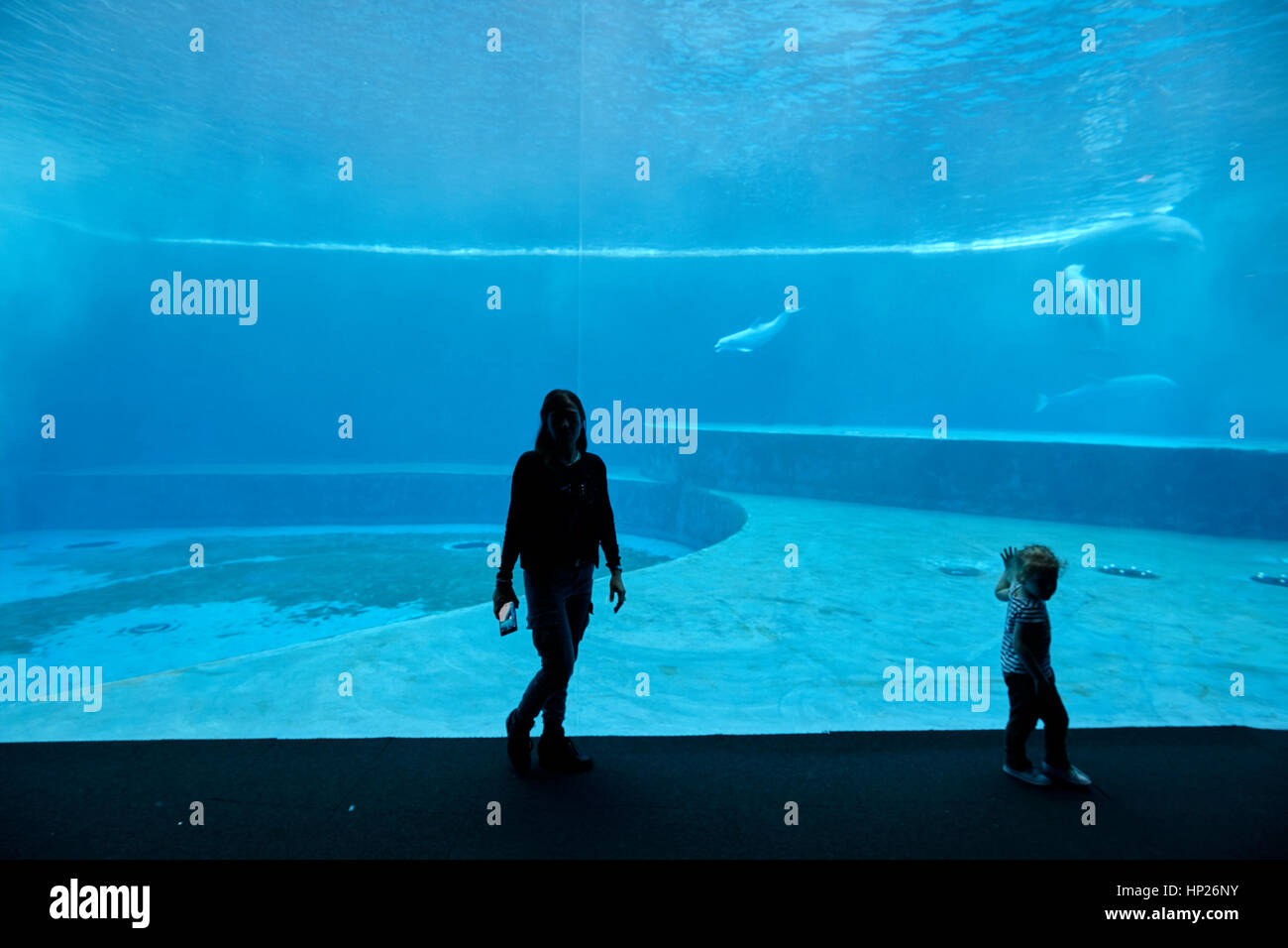 Dolphins in the aquarium Stock Photo Alamy