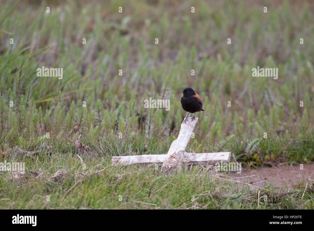 Austral negrito (Lessonia rufa) male bird perched on wooden cross in saline marsh Stock Photo