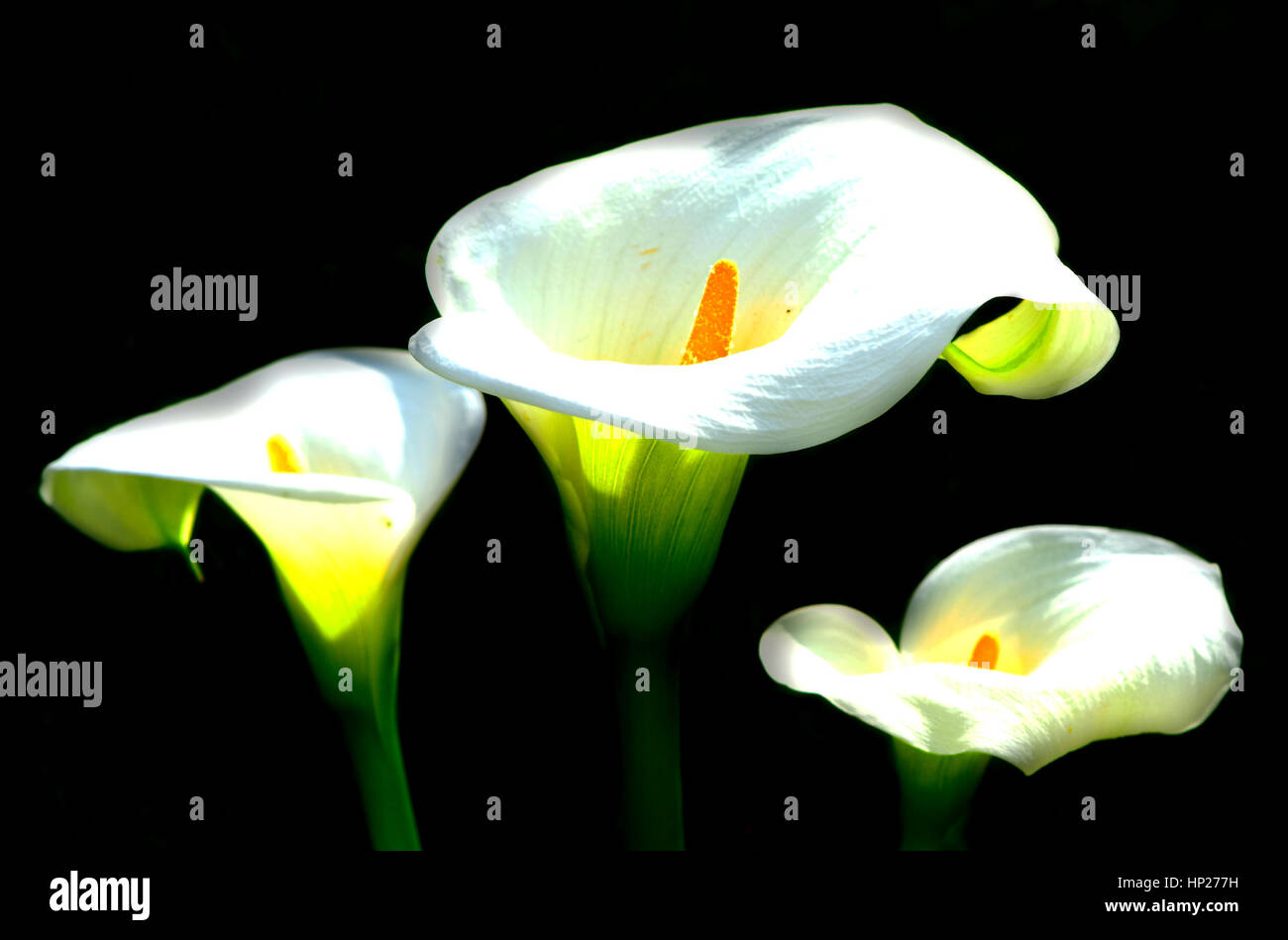 Calla Lily Trio Stock Photo Alamy