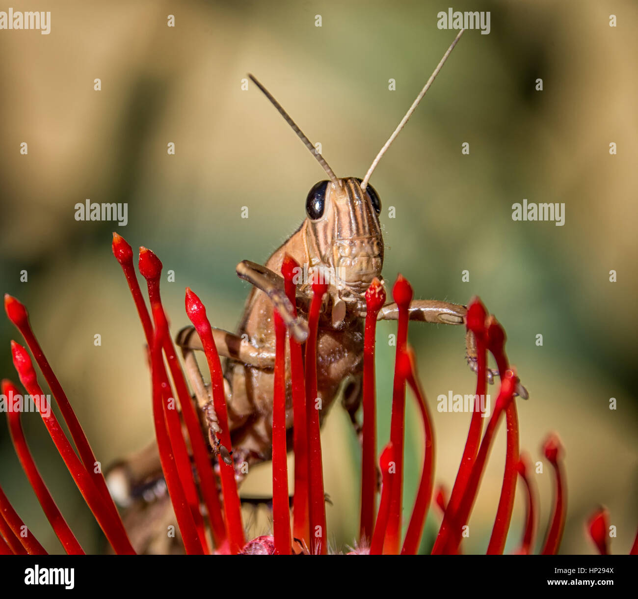 Portrait of a Garden Locust on a Leucospermum lineare flower Stock Photo