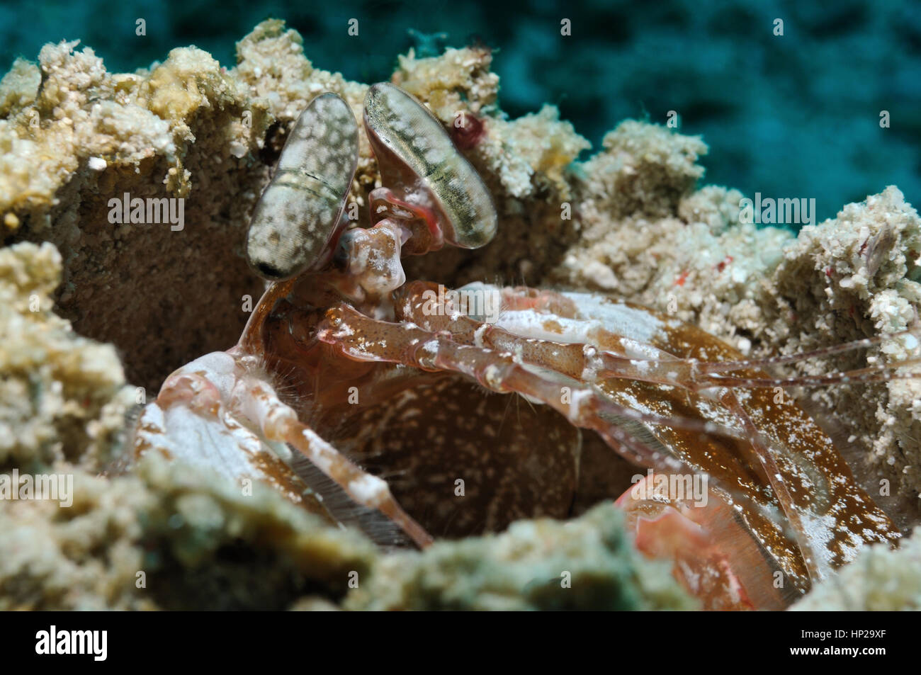 Tiger mantis shrimp is piping out from its burrow, Panglao, Philippines Stock Photo