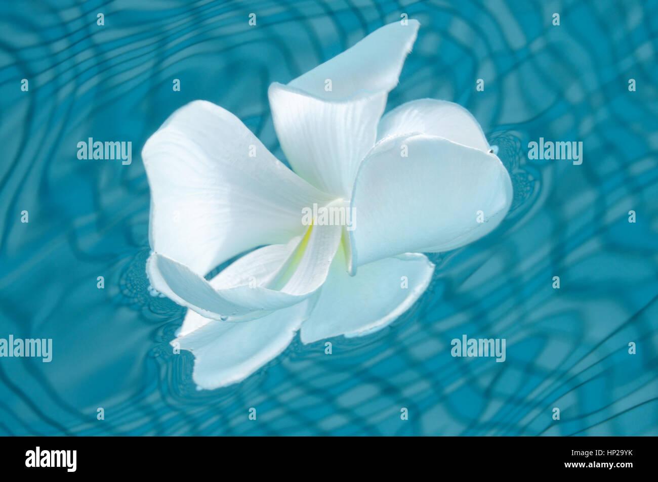 Plumeria (Frangipani) flower in blue waters of the swimming pool, underwater shot, Panglao, Philippines Stock Photo