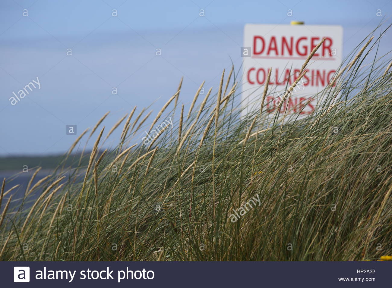 The wind blows through grass and reeds on a sand dune in the west of Ireland with a Danger sign visible in the background Stock Photo