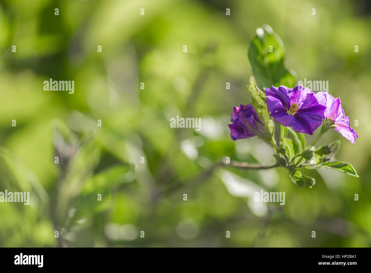 Spanish violet flowers in the morning Stock Photo Alamy