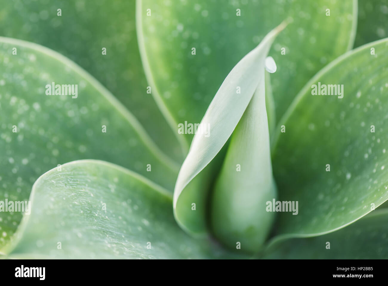 Resistant green spanish plants Stock Photo Alamy