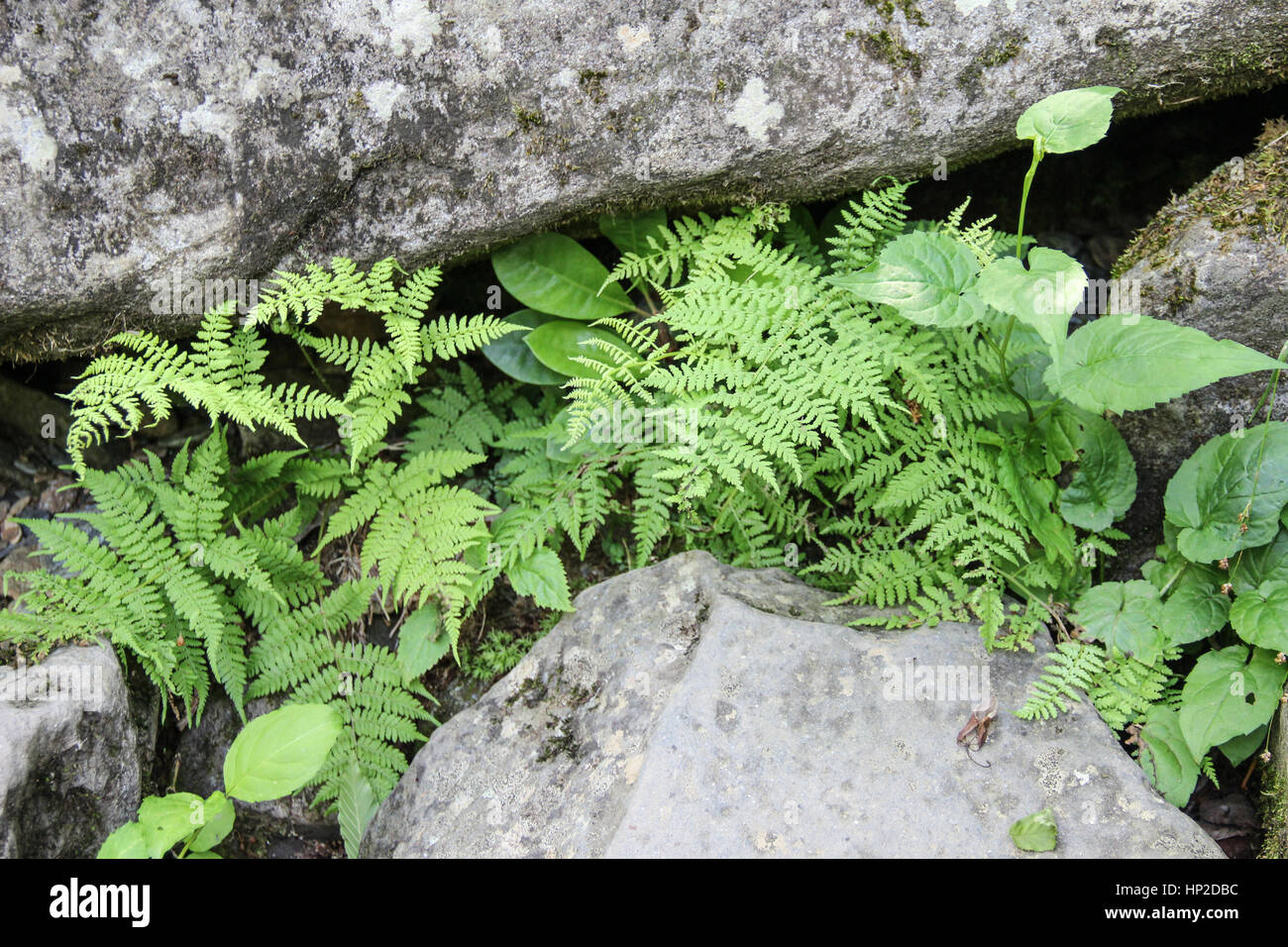 Plants and ferns growing between rocks in Smoky Mountains National Park in Tennessee Stock Photo