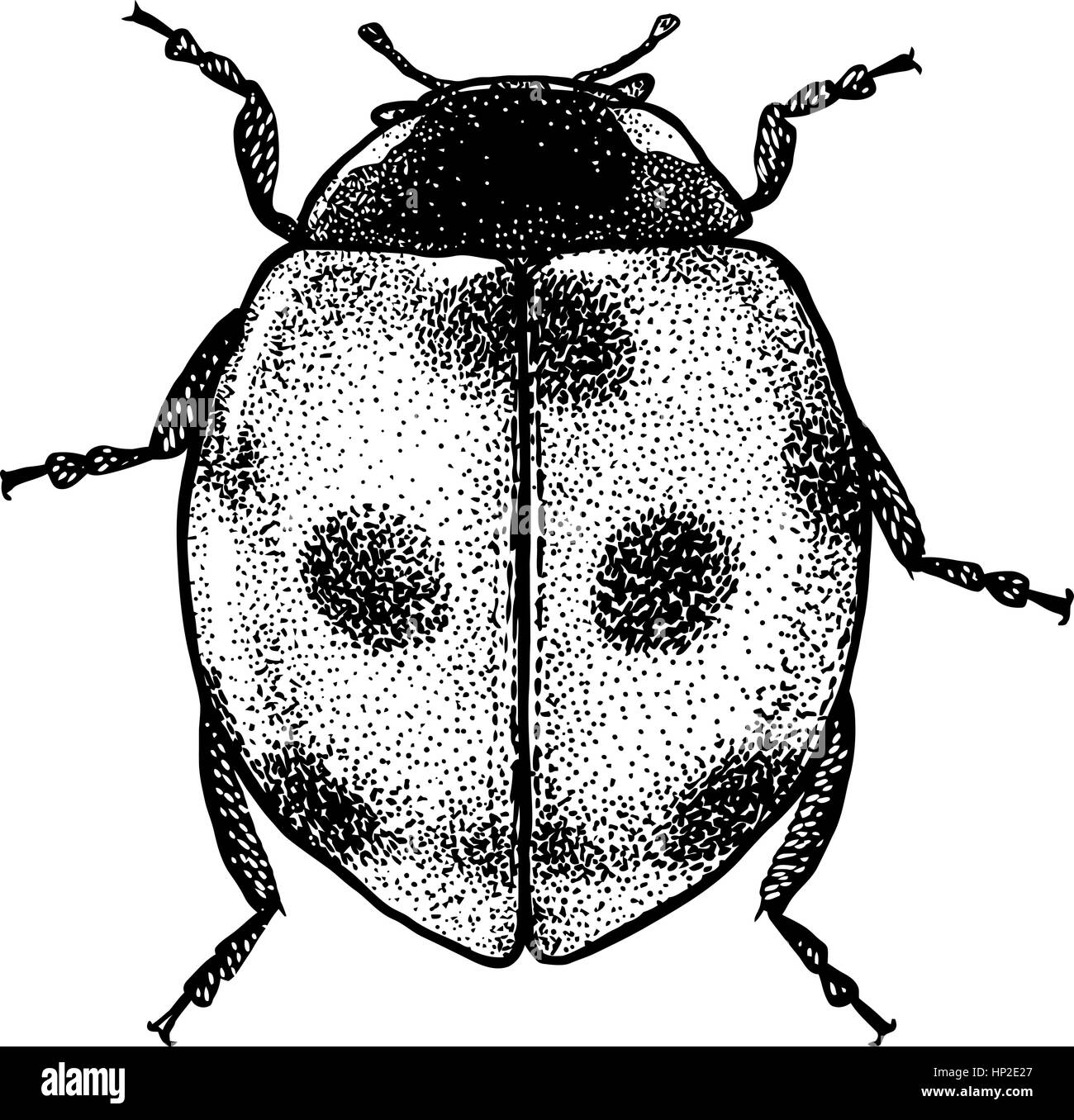 Ladybug illustration, engraving, drawing, ink Stock Vector