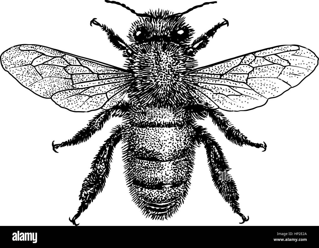 Bee illustration, engraving, drawing, ink Stock Vector