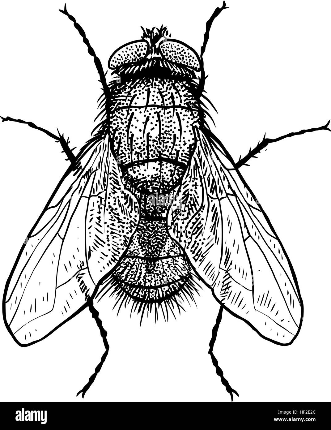 Fly illustration, engraving, drawing, ink Stock Vector