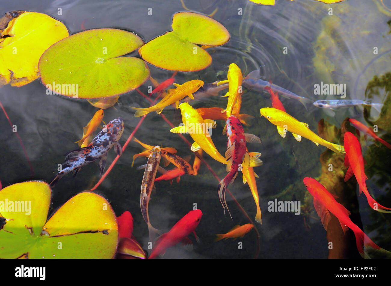 Exotic fish in a garden fish pond with equatic plants and lily pads