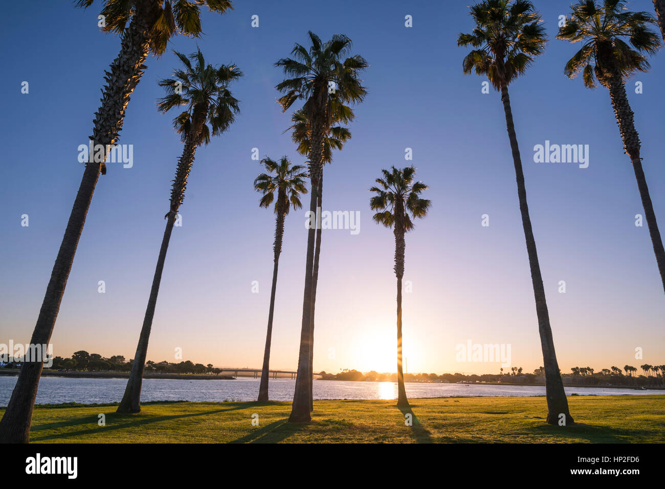 Group of palm trees in the early morning at Mission Bay Park. San Diego, California, USA. Stock Photo