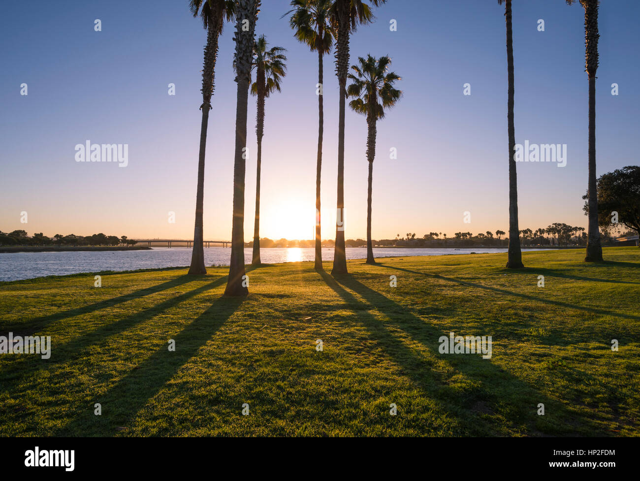 Goup of palm trees in the early morning at Mission Bay Park. San Diego, California, USA. Stock Photo