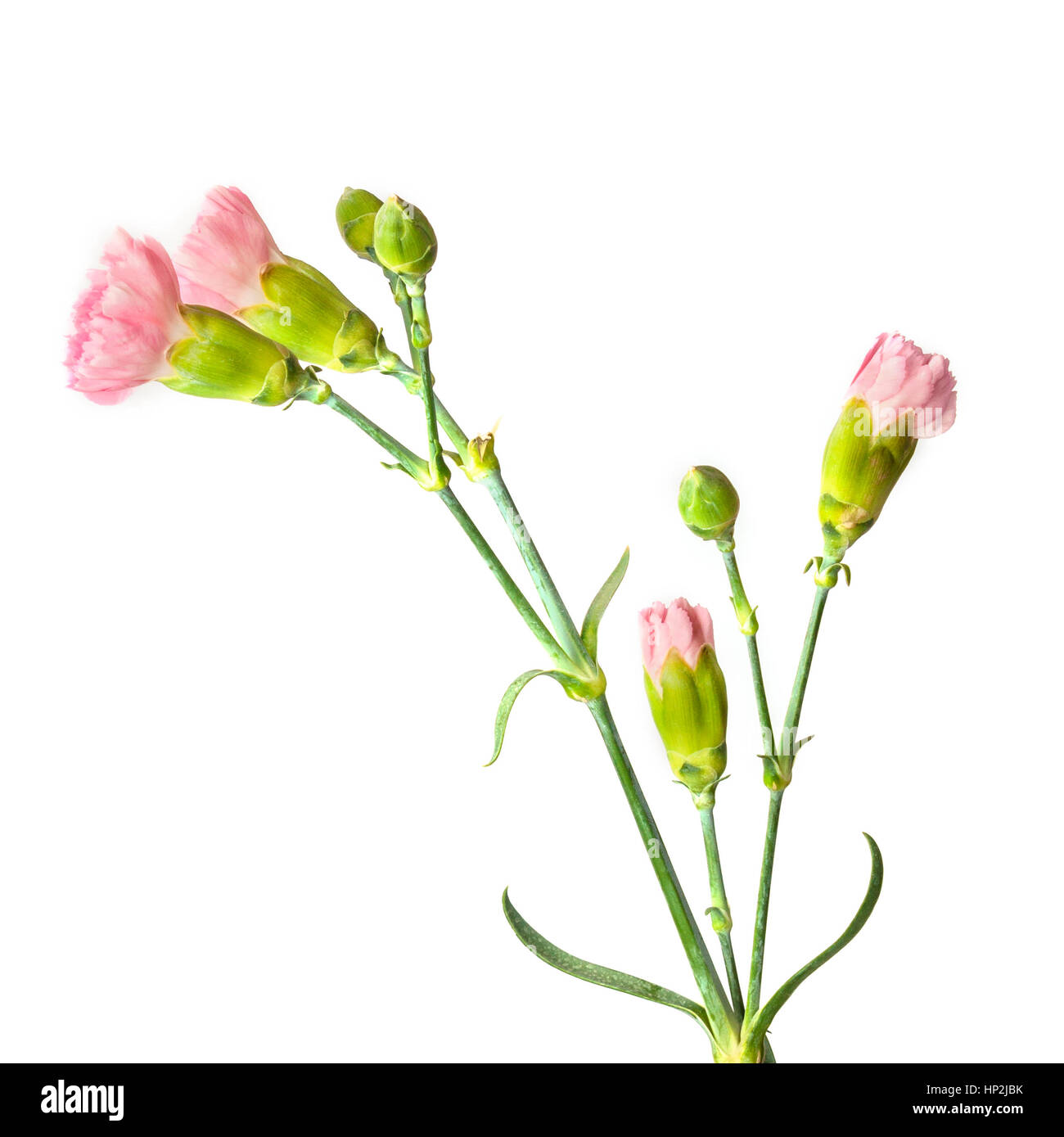 Tender pink carnation flowers and buds on a white background with copy ...