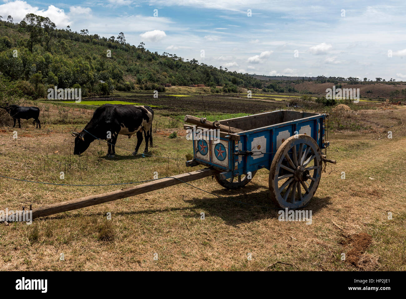 Cow Drawn Carriage High Resolution Stock Photography And Images Alamy