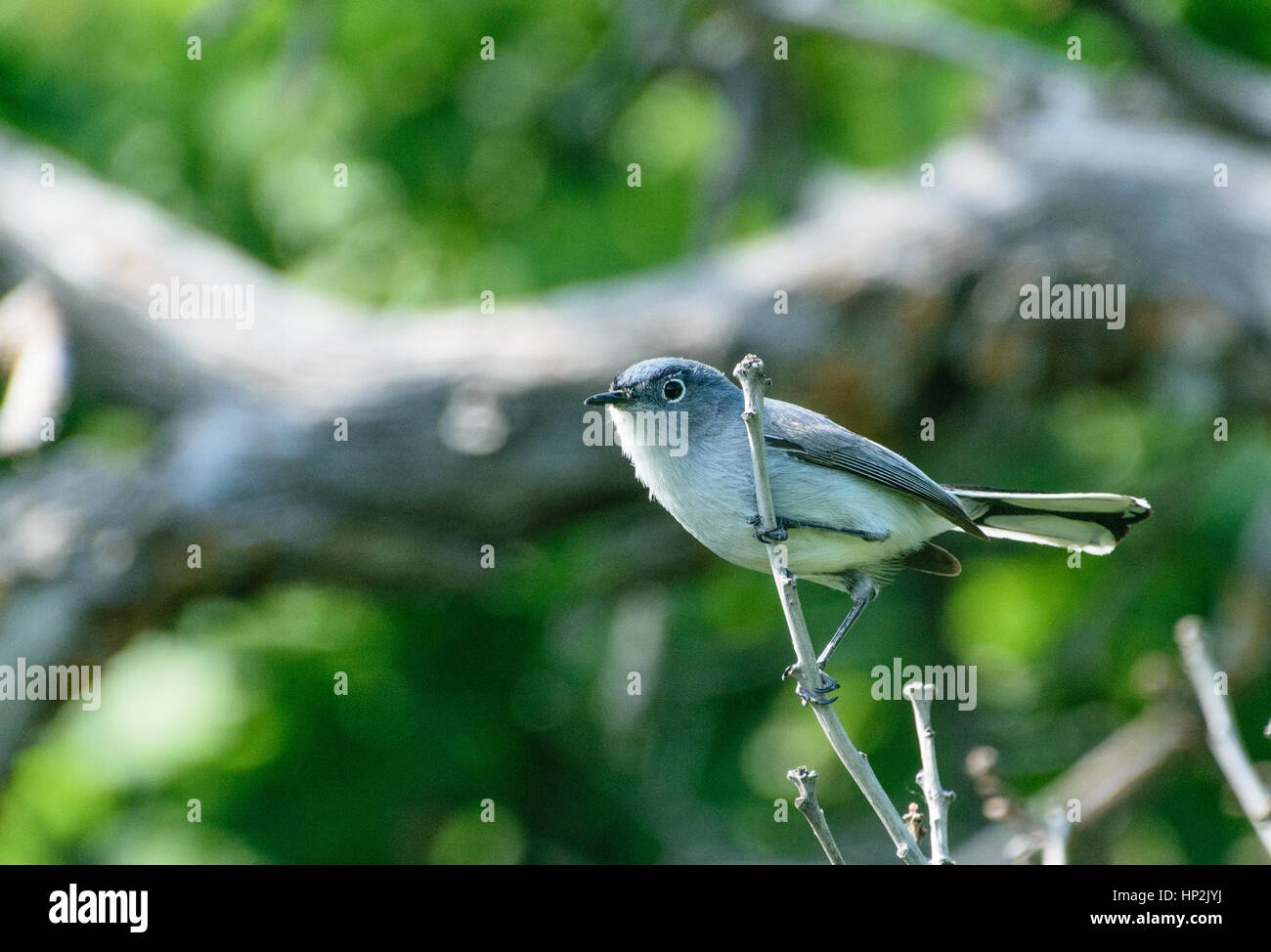 A Blue-gray Gnatcatcher Perched ion a Branch Stock Photo