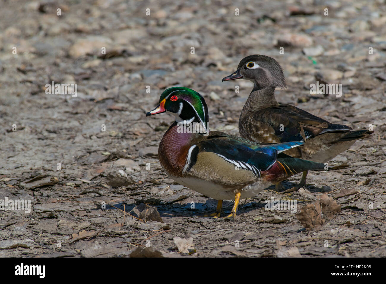 A Beautiful Wood Duck Pair At Lake Shore in Spring Stock Photo