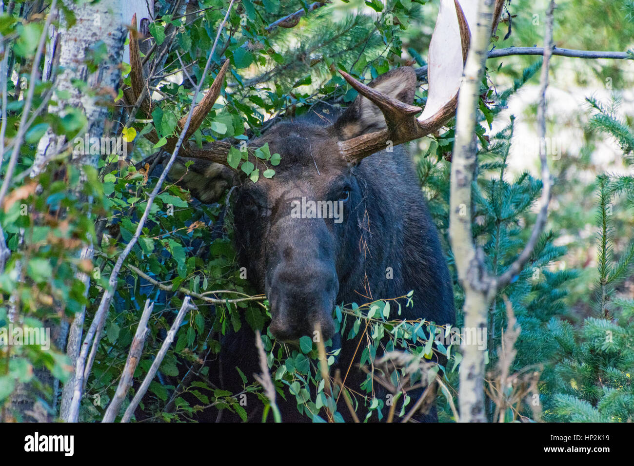 A Massive Bull Moose Grazing in the Mountains Stock Photo