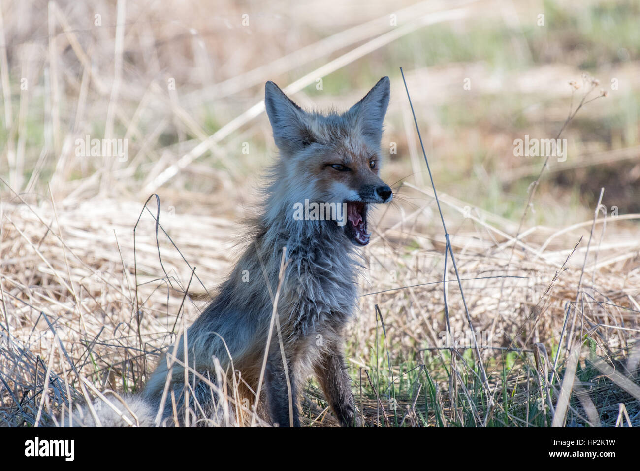 A Red Fox Yawning on a Springtime Morning Stock Photo - Alamy