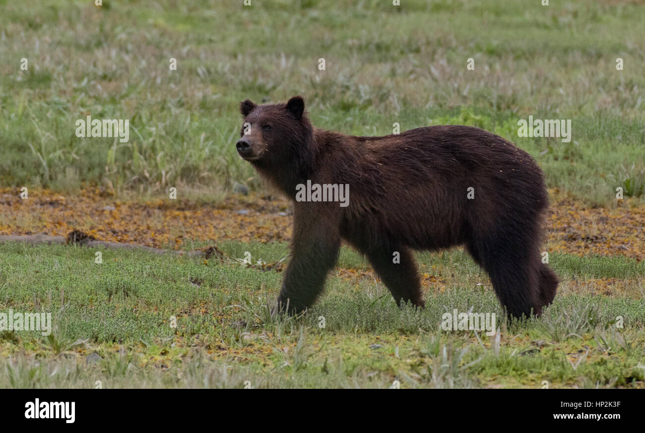 Alaska Brown Bear on the Coastline of Admiralty Island Stock Photo