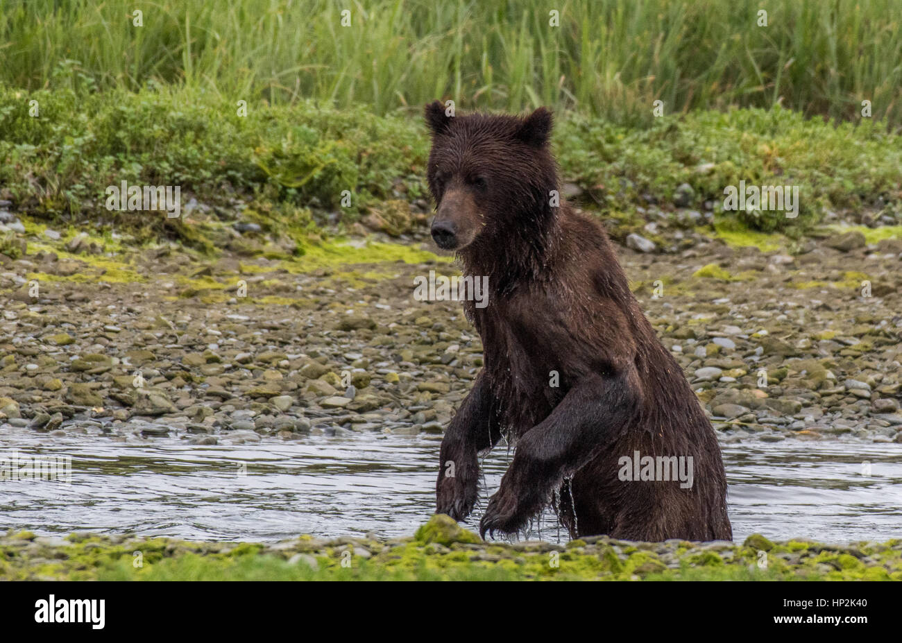 Alaska Brown Bear On The Coastline Of Admiralty Island Stock Photo Alamy alaska-brown-bear-on-the-coastline-of-admiralty-island-stock-photo-alamy