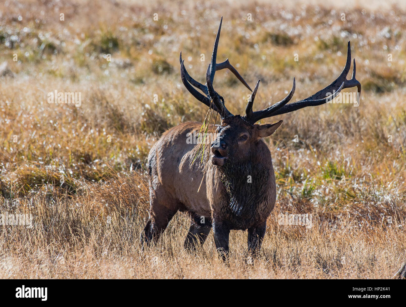 A Massive Bull Elk Bugling with Antler Decorations Stock Photo