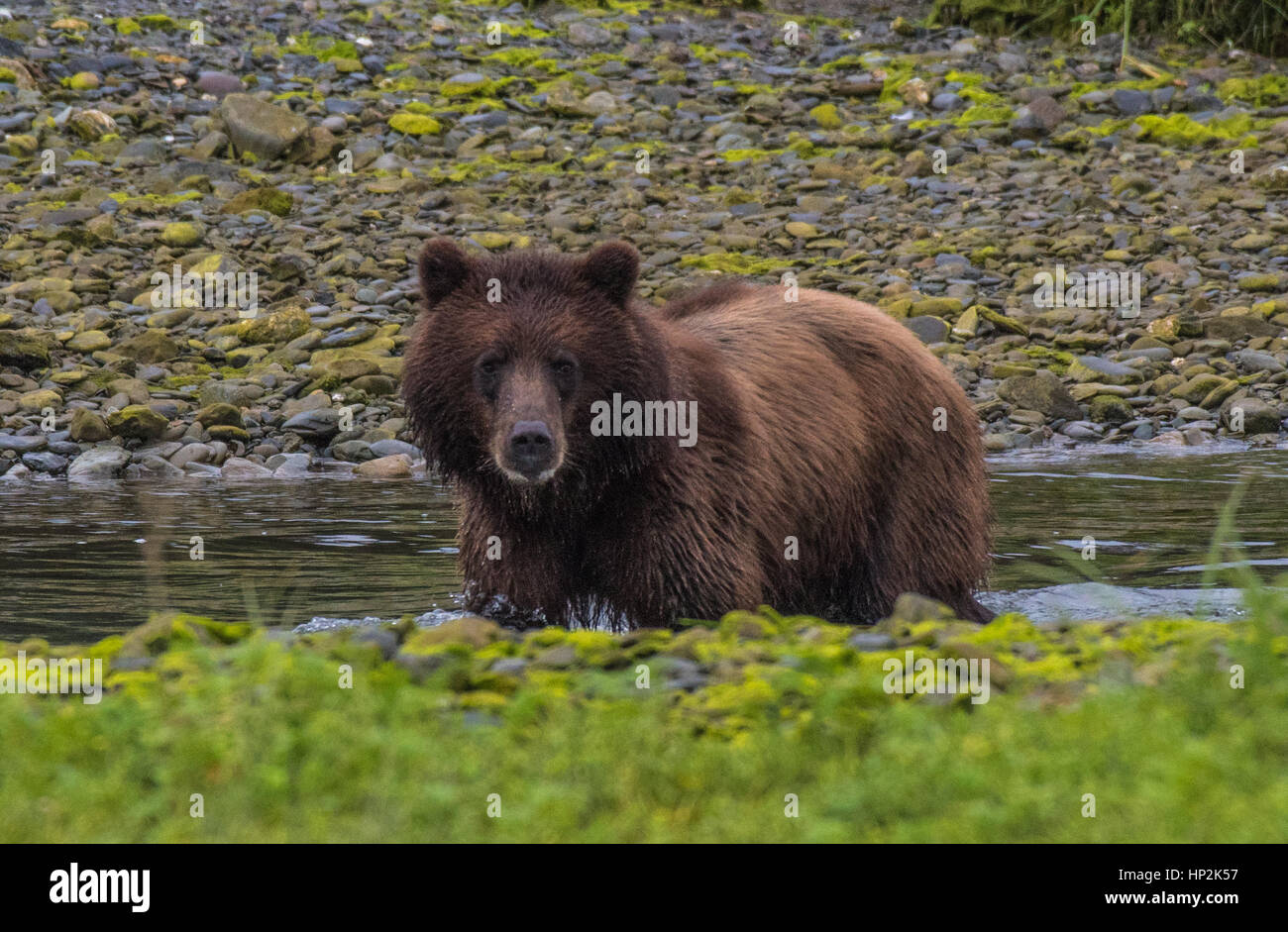 Admiralty Island Alaska Bear Hi res Stock Photography And Images Alamy Admiralty Island Alaska Bear Hi res Stock Photography And Images Alamy