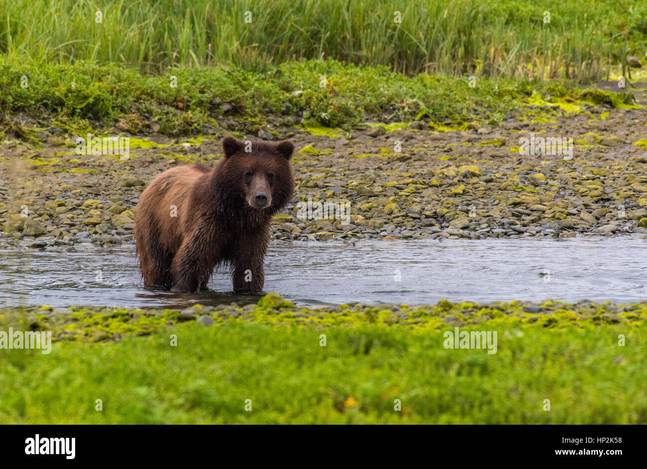 Alaska Brown Bear on the Coastline of Admiralty Island Stock Photo