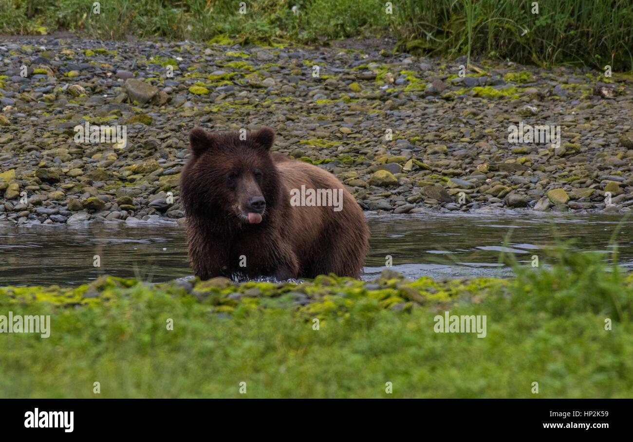 Alaska Brown Bear on the Coastline of Admiralty Island Stock Photo