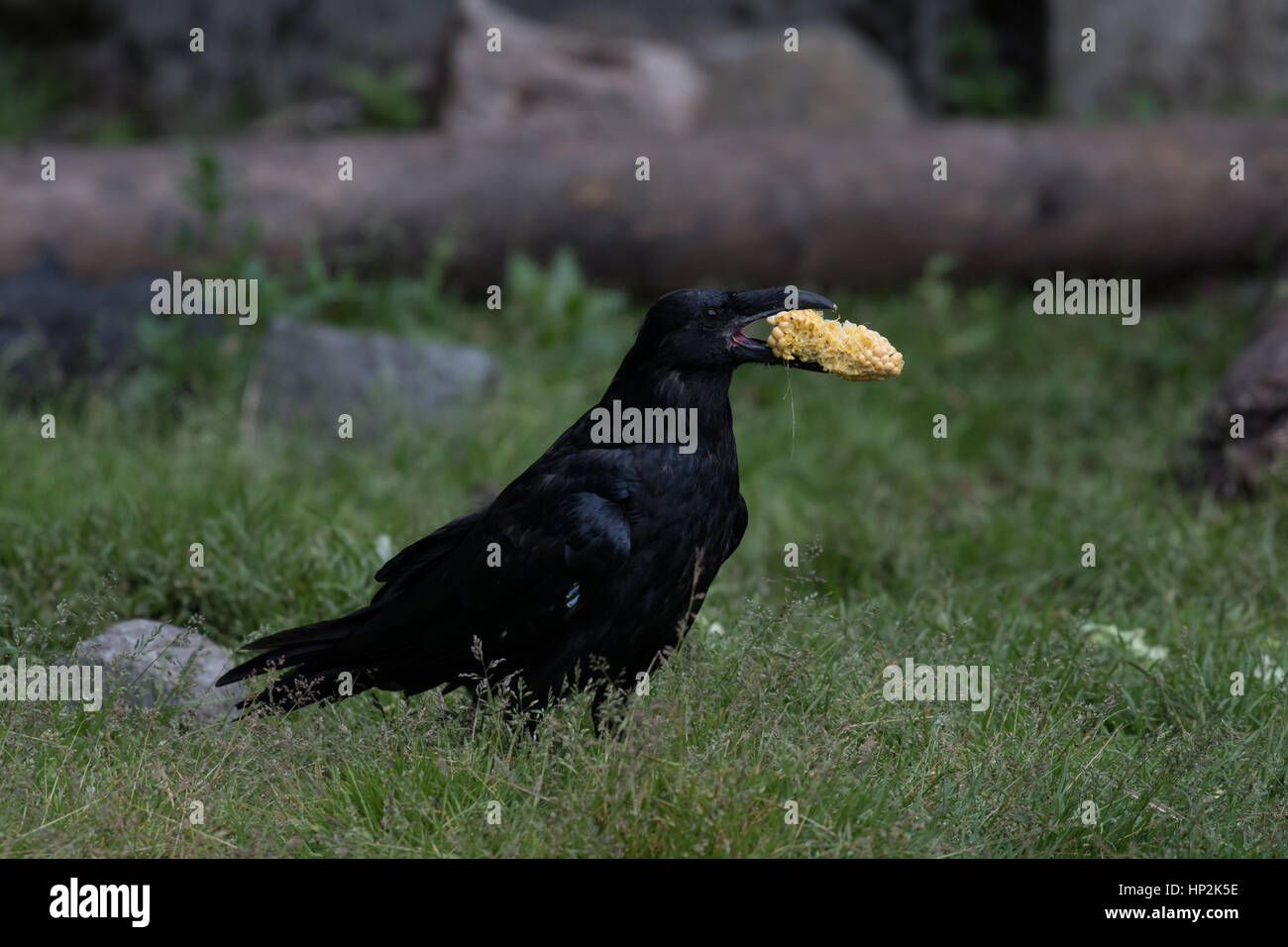 A Raven Feeding on a Corn Cob in Alaska Stock Photo