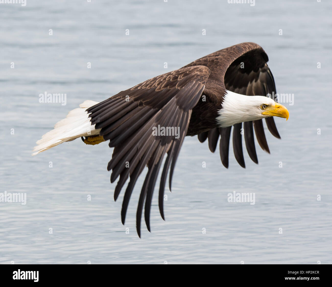 Beautiful Bald Eagle Stock Photo - Alamy