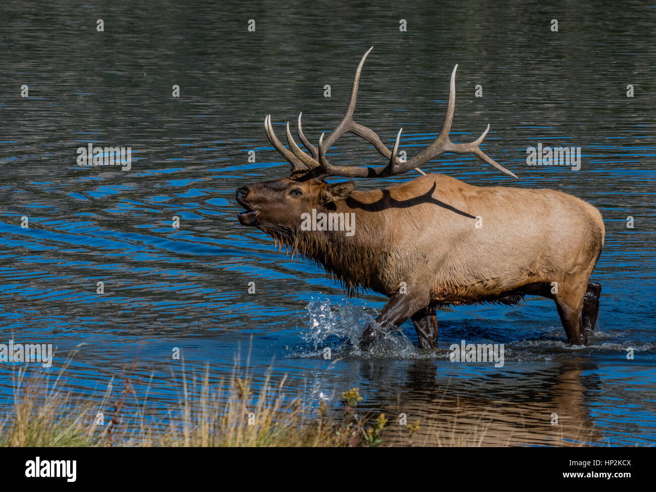 A Massive Bull Elk Bugling in a Lake During the Fall Rut Stock Photo