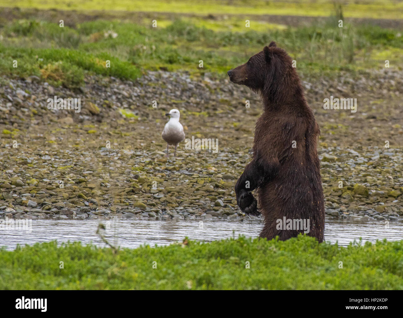 Inquisitive Alaska Brown Bear Observing Its Surroundings Stock Photo