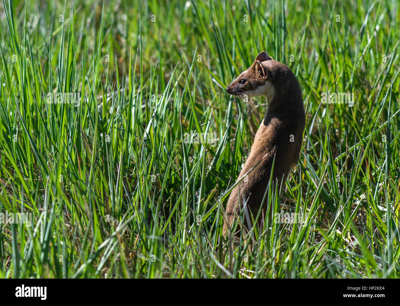A Short-tailed Weasel on the Plains of Colorado Stock Photo