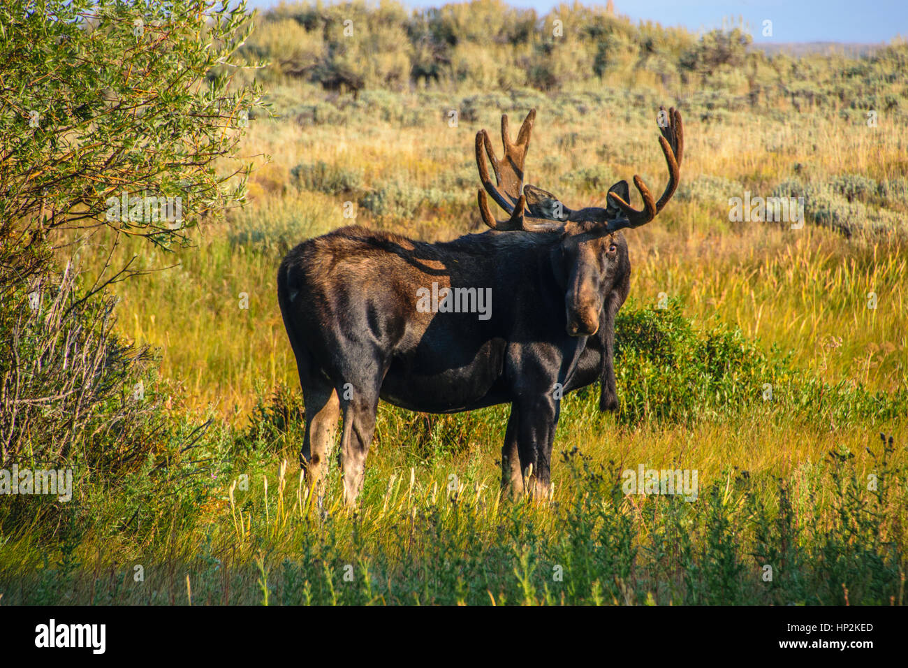 Bull Moose in Evening Sun Stock Photo