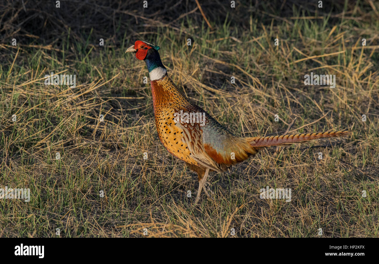 A Beautiful Ring Necked Pheasant In Perfect Lighting Stock Photo Alamy A Beautiful Ring Necked Pheasant In Perfect Lighting HP2KFX