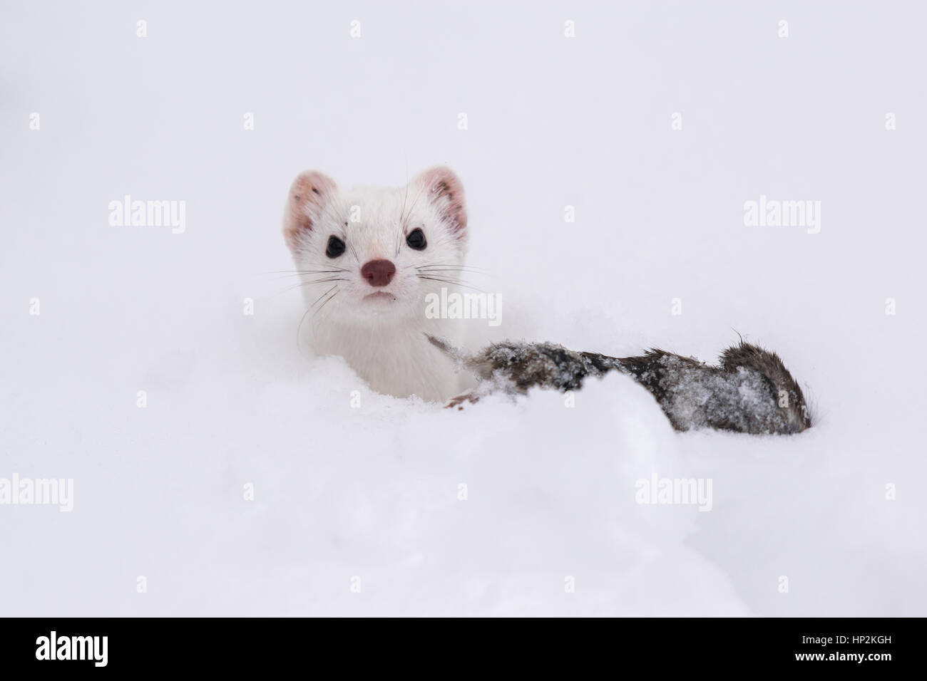 An Ermine in its White Winter Coat Stock Photo