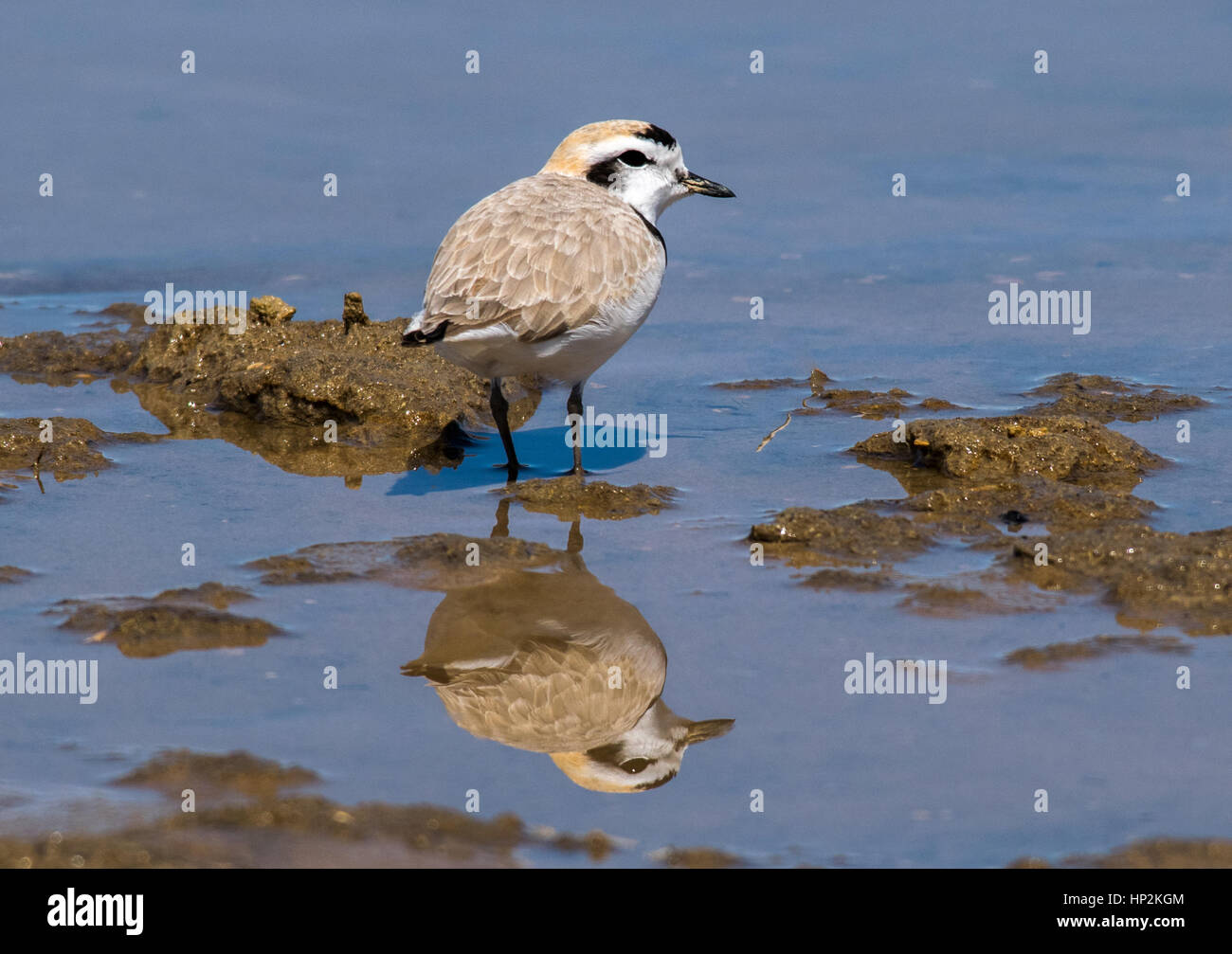 A Beautiful Snowy Plover on a Sandy Beach on a Lake in Colorado Stock Photo