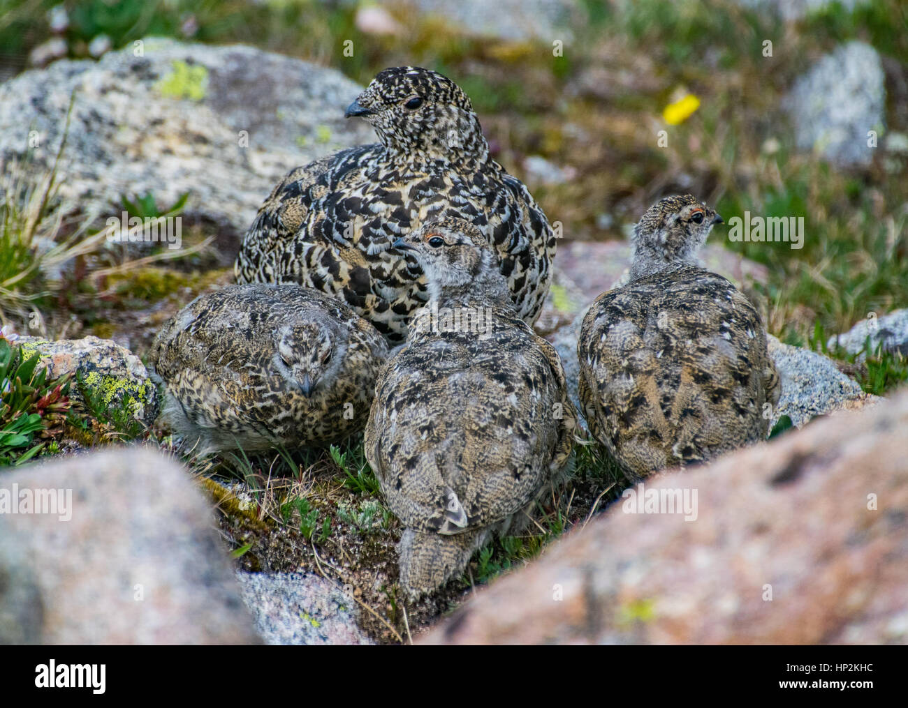 A White-tailed Ptarmigan Hen and her Chicks in Summer Stock Photo