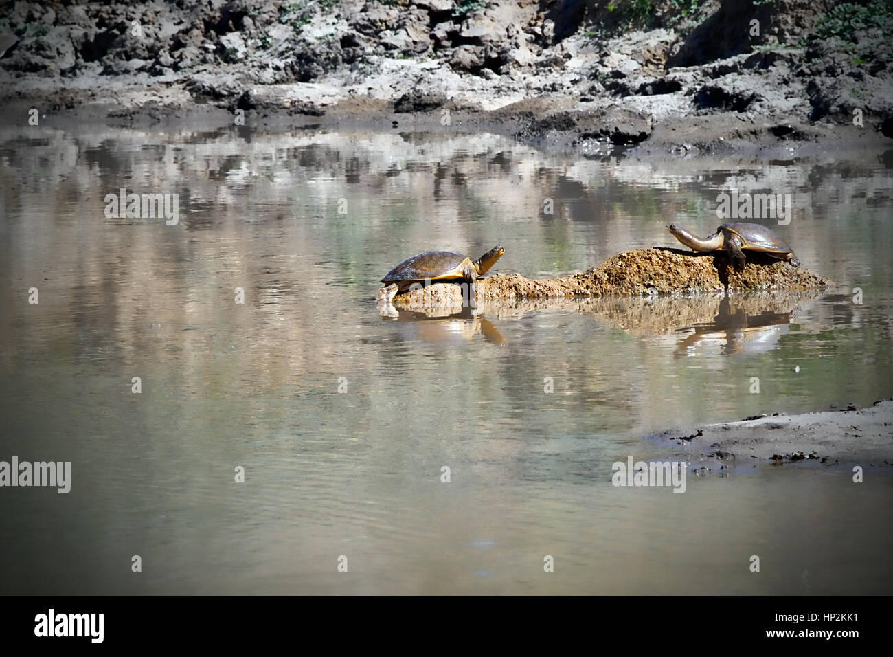 Two tortoises/turtles sitting facing each other on a stone surrounded ...