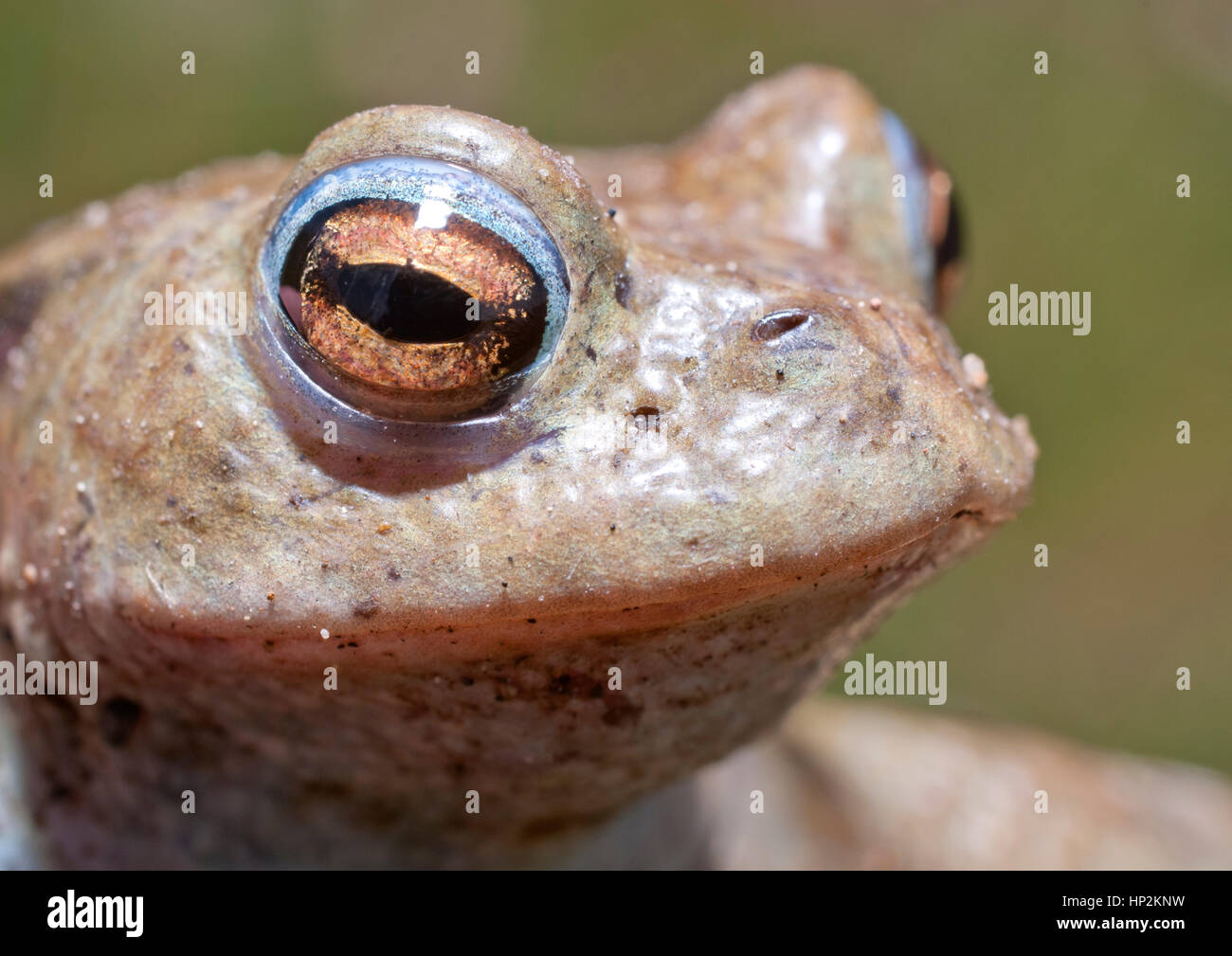 A frog during a morning in the long grass beside a pond trying to find shelter from the sun which has risen in the sky as the temperature rises. Stock Photo