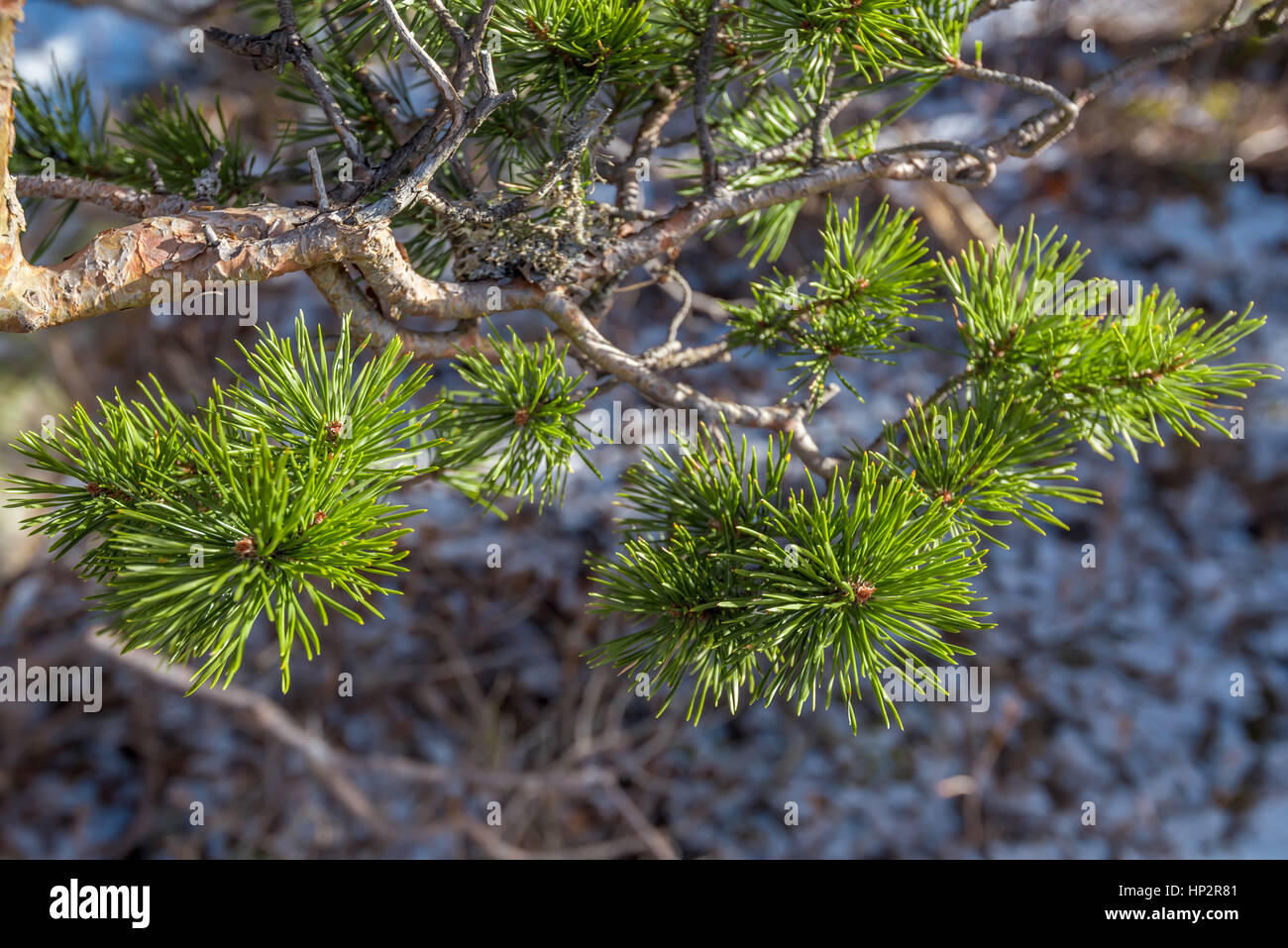 Branches mountain pine close hi-res stock photography and images - Alamy