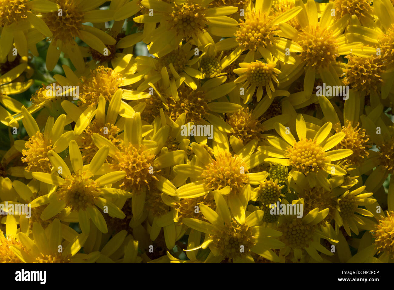 Common Ragwort (Senecio jacobaea), flower detail Stock Photo